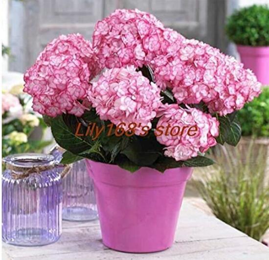 10PCS Hydrangea Seeds Perennial Flower - 2 Types Available
