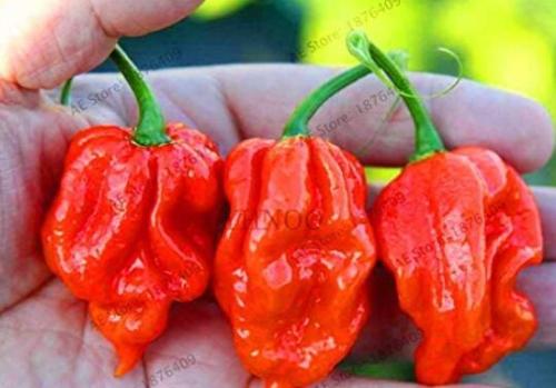 200PCS Dragon's Breath Chili Pepper Seeds