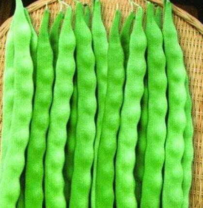 10PCS Kidney Bean Seeds Green Bean Vegetables