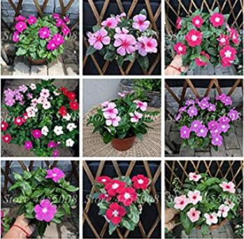 100PCS Periwinkle Seeds - Mixed Rose Purple / Pink / Dark Pink / Light Purple / White / Mixed