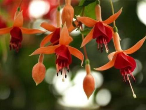 10PCS Fuchsia Seeds - Orange Flowers with Dark Red Centre Flowers