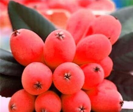 10PCS Loquat Fruit Tree Seeds