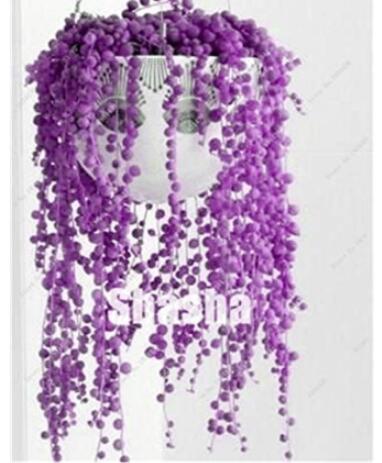 200PCS Purple Pearl Chlorophytum Bonsai Seeds