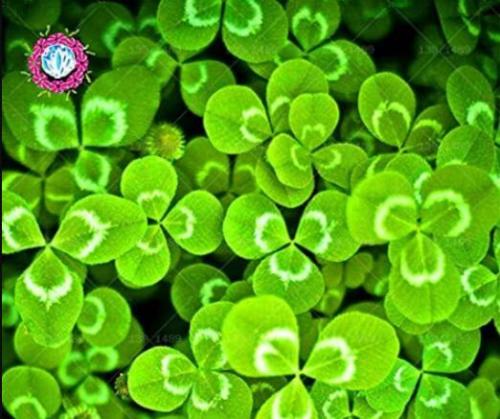 100PCS Shamrock Oxalis Medicago Trifolium Flower Seeds