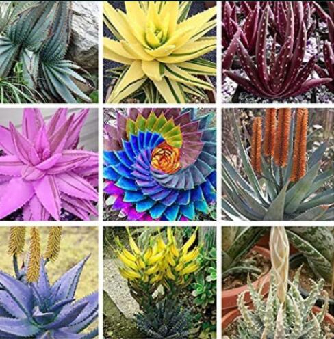 500PCS Charming Aloe Mix Seeds