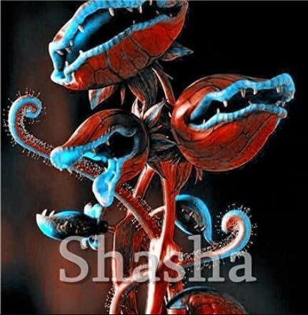 300PCS Garden Potted Flytrap Seeds Dionaea Muscipula