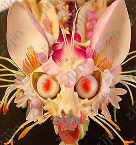 10PCS Japanese Hydrangea Flower Seeds - Orange Flowers