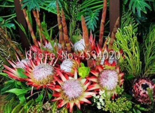 200PCS Protea Cynaroides Seeds