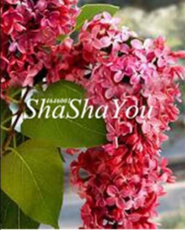 50PCS Syringa Linn Seeds