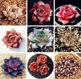 100PCS Echeveria Purpusorum Seeds - Mixed