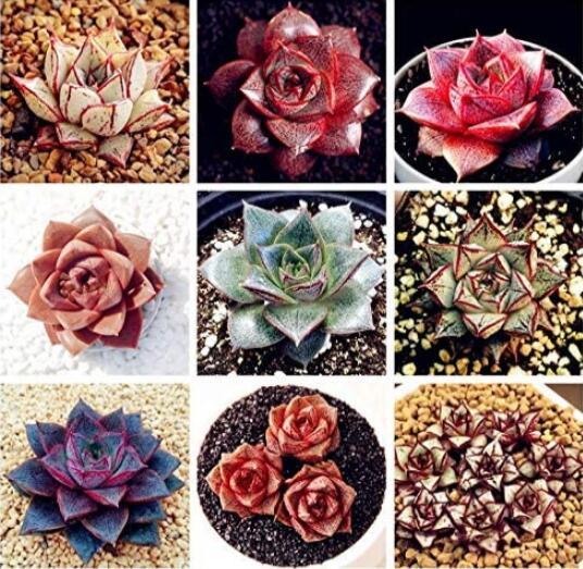 100PCS Echeveria Purpusorum Seeds - Mixed