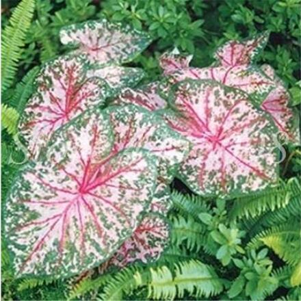 100PCS Japanese Caladium Bicolor Seeds