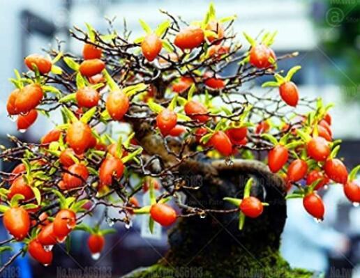 20PCS Dwarf Persimmon Seeds Bonsai Mini Fruits