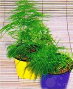 20PCS Asparagus setaceus Perennial Seeds