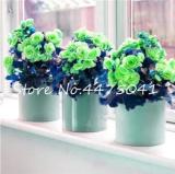 50PCS Rieger Begonias Flower Seeds - 2 Colors Available