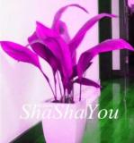 200PCS Hosta Seeds - 2 Colors Available