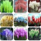 200PCS Pampas Grass Seeds Mixed 9 Colors