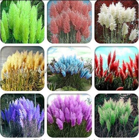 200PCS Pampas Grass Seeds Mixed 9 Colors