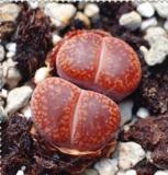 100PCS Living Stone Seeds Lithops Succulent