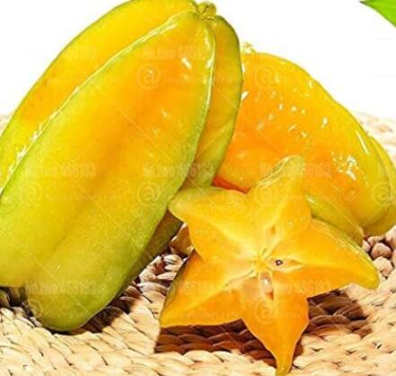 100PCS Averrhoa Carambola Seeds
