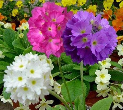 100PCS Primrose Primula Seeds - Mixed Pink Purple White Flowers