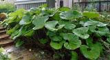 5PCS Primrose Petasites Japonicus Giganteus Dinosaur Seeds