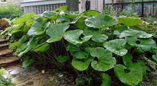 5PCS Primrose Petasites Japonicus Giganteus Dinosaur Seeds