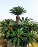 10/50PCS Sago Cycas Seeds