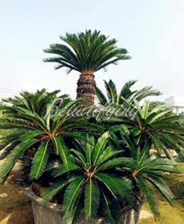 10/50PCS Sago Cycas Seeds