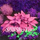 200PCS Hosta Seeds - Rose Pink Leaves