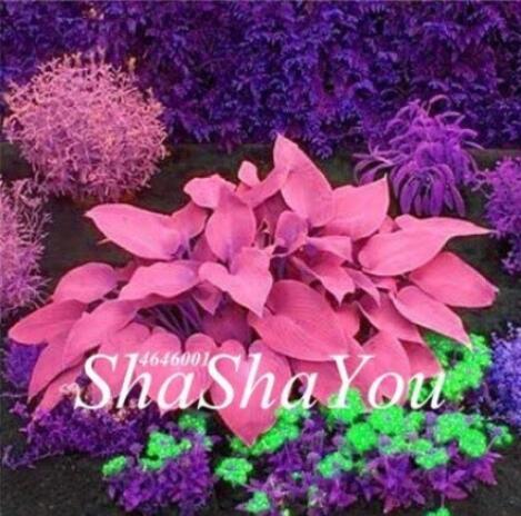 200PCS Hosta Seeds - Rose Pink Leaves