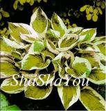 200PCS Hosta Seeds - Light Army Green With Greyish White Edge