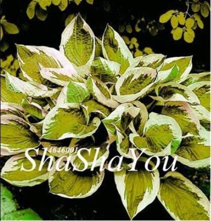 200PCS Hosta Seeds - Light Army Green With Greyish White Edge
