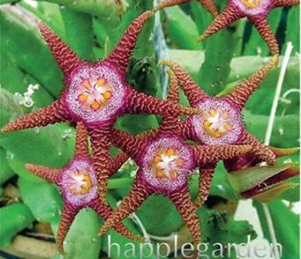 100PCS  Stapelia Pulchella Perennial Flower Seeds - Colorful