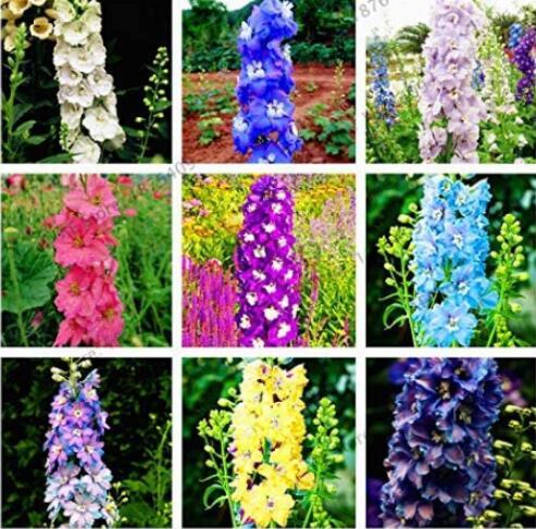 100PCS Hydrangea Rocket Larkspur Plant Seeds Ajacis Delphinium - Mixed 9 Colors