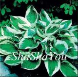 200PCS Hosta Seed Perennials - Bright Green Leaves with White Edge