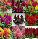300PCS Flamingo Cockscomb Seeds - Mixed Flowers