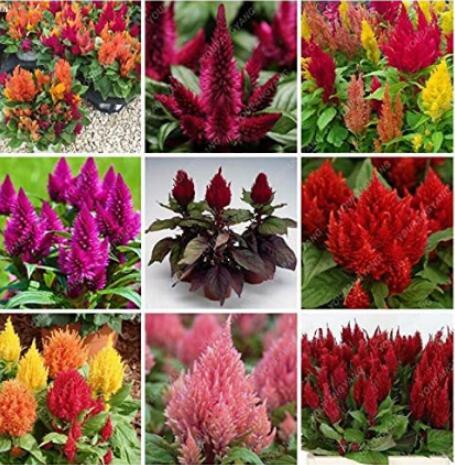 300PCS Flamingo Cockscomb Seeds - Mixed Flowers