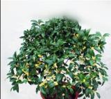 10PCS Fragrance osmanthus Tree Seeds - Yellow Bonsai Flowers