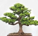 20PCS Potted Pine Tree Seeds Pinus Thunbergii Podocarpus macrophyllus