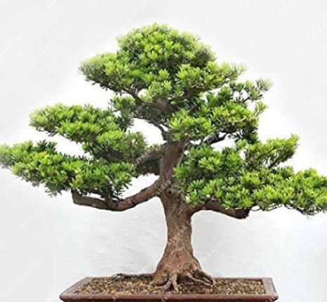 20PCS Potted Pine Tree Seeds Pinus Thunbergii Podocarpus macrophyllus