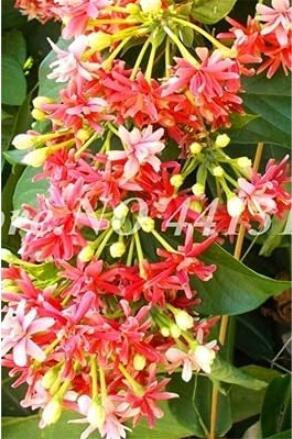 100PCS Honeysuckle Vine Plant Seeds - Water Pink Color