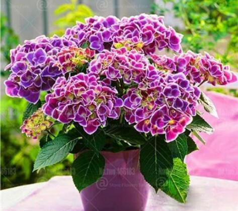 50PCS Hydrangea Seeds - 2 Colors Available