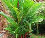 10PCS Lipstick Palm Cyrtostachys Renda Tree Seeds