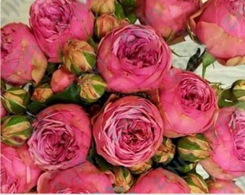 10PCS Exotic Double Peony Seeds - Red Double Flowers Ball Type