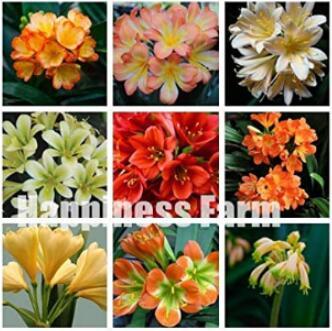 100PCS Mixed Clivia Seeds - Mixed 9 Colorful Colors