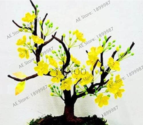 10PCS Yellow Arabian Jasmine Seeds