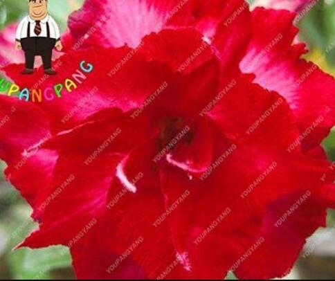2PCS Desert Rose Seeds - Bright Dark Red Double Flowers