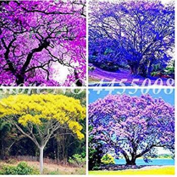50PCS Jacaranda Mimosifolia Tree Seeds - Mixed 4 Colors