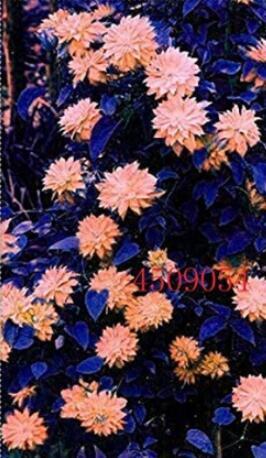 100PCS Clematis Seeds - Light Khaki Color